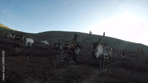 reindeer in a nature of Northern Mongolia