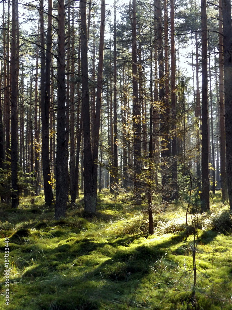 Obraz premium las