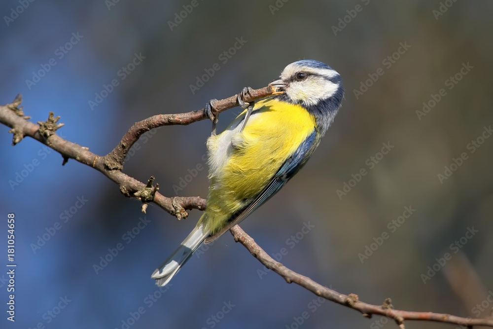 Fototapeta premium The blue tit sport is pulled on the crossbar. Funny photo of blue tit