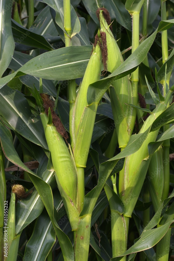 Fototapeta premium Rośliny kukurydzy