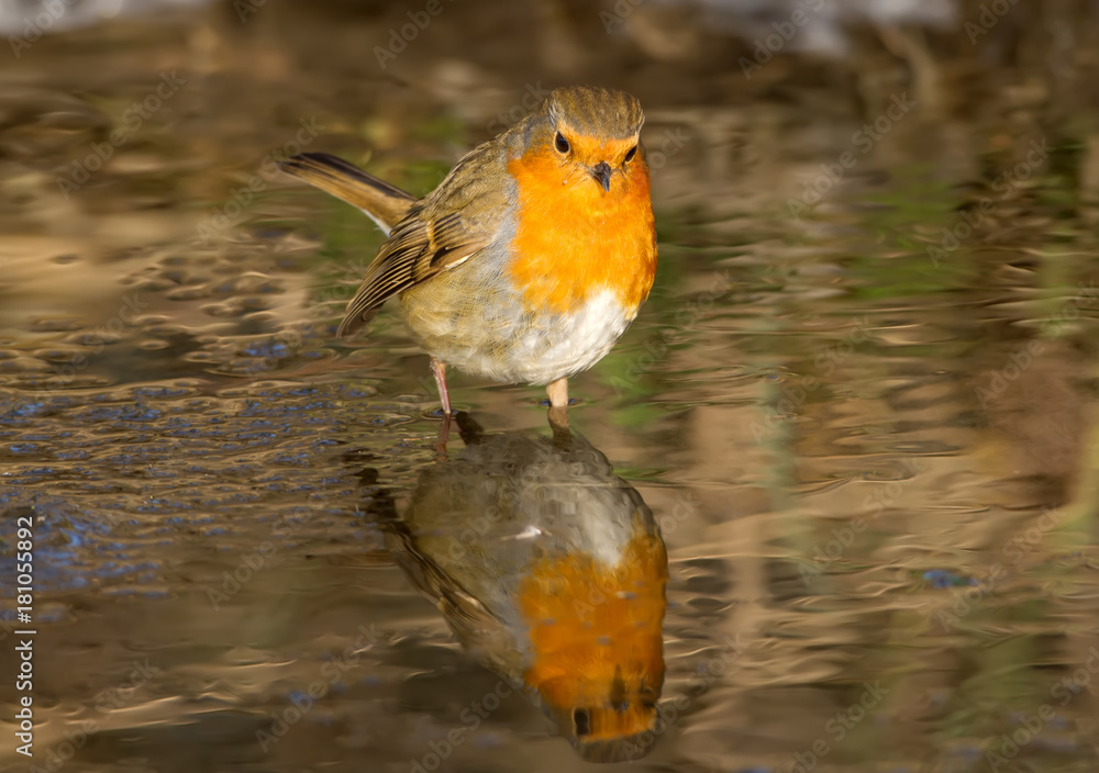 European Robin stands in a frozen creek and looks for food looking at his own reflection in the water. Close up view European Robin stands in a frozen creek and looks for food looking at his own reflection in the water. Close up view