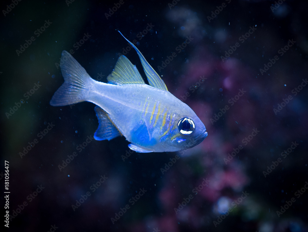 The coral reef fish underwater in aquarium The coral reef fish underwater in aquarium