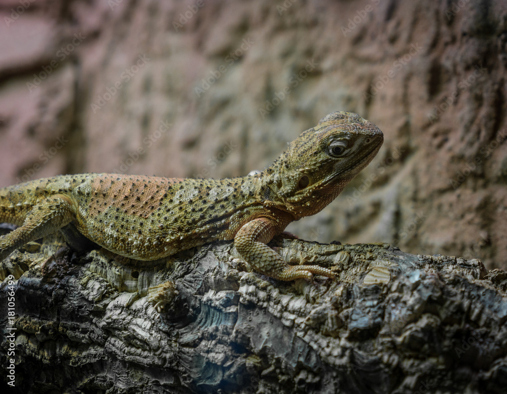 The lizard on a branch in zoological garden The lizard on a branch in zoological garden