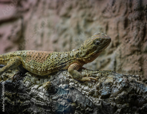The lizard on a branch in zoological garden