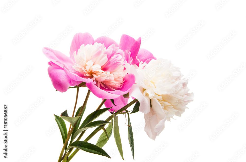 peony flower isolated