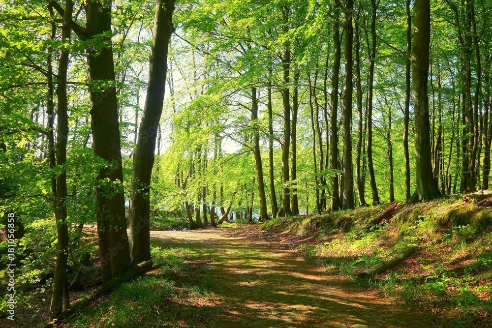 Obraz premium Im Wald