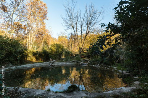  logs and trees around the pond © saad