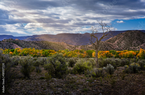 Sun rays make a solitary tree glow in the New Mexico countryside
