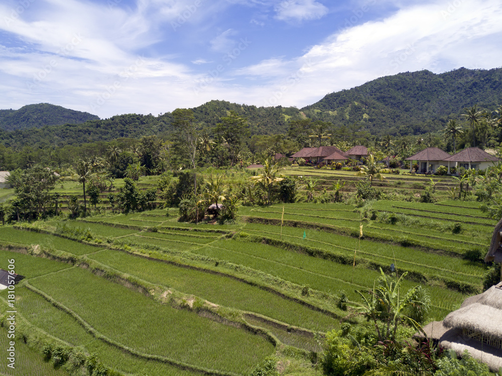 Aerial view from drone on rice terraces. Indonesia. Bali.