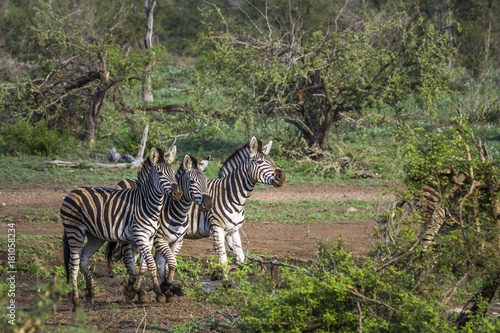 Plains zebra in Kruger National park, South Africa © PACO COMO