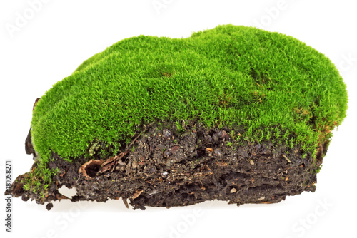 Green moss isolated on a white background, closeup