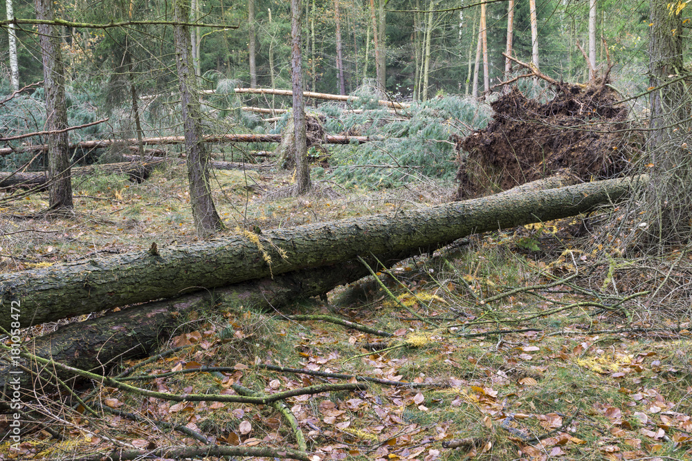 A large old tree fell on the ground. Forest after the Hurricane. Storm damage. Fallen trees in coniferous forest after strong hurricane wind. A large old tree fell on the ground. Forest after the Hurricane. Storm damage. Fallen trees in coniferous forest after strong hurricane wind.