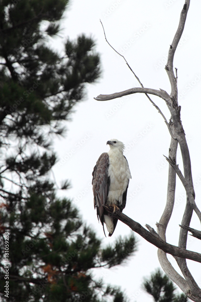 Weißbauchseeadler (Haliaeetus leucogaster) sitzt auf einem Baum am Ufer des Lake King in Lakes Entrance, Victoria, Australien. Weißbauchseeadler (Haliaeetus leucogaster) sitzt auf einem Baum am Ufer des Lake King in Lakes Entrance, Victoria, Australien.