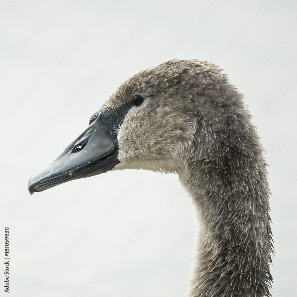 Ritratto di immaturo di cigno ancora coperto di piume grigie Ritratto di immaturo di cigno ancora coperto di piume grigie