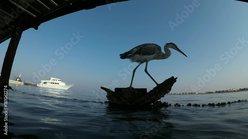 Arabian Reef-egret or Western Reef Heron (Egretta gularis schistacea) walks by pier - underwater split level, Red sea, Marsa Alam, Abu Dabab, Egypt
 photo