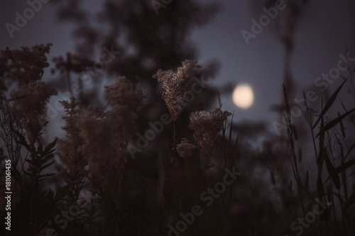 Blooming meadowsweet at moonlight night photo