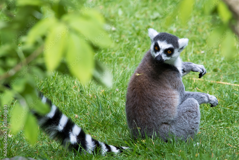 A ring tailed lemur sitting in the grass and looking over it's right shoulder