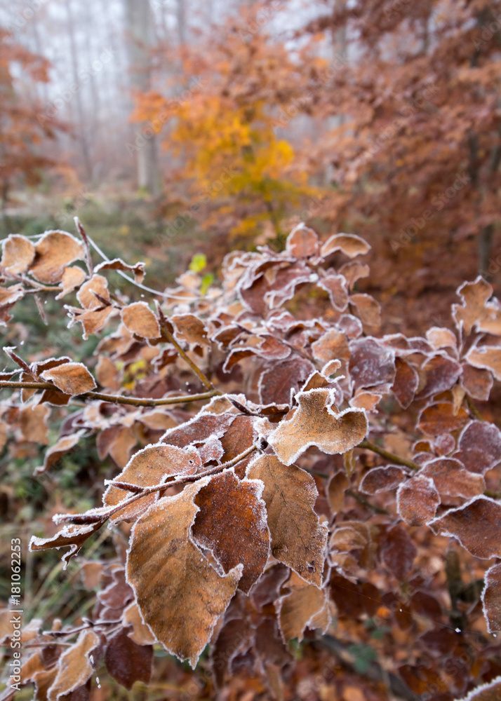 Herbstliche Rotbuchen mit Reif im Nebelwald Herbstliche Rotbuchen mit Reif im Nebelwald