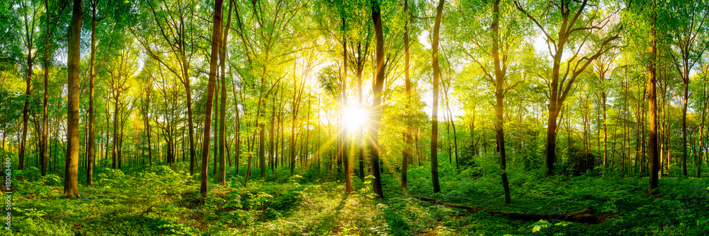 Naklejka premium Piękna panorama lasu z jasnym słońcem