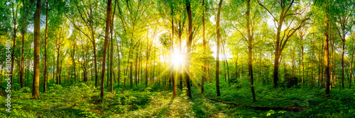 Beautiful forest panorama with bright sun