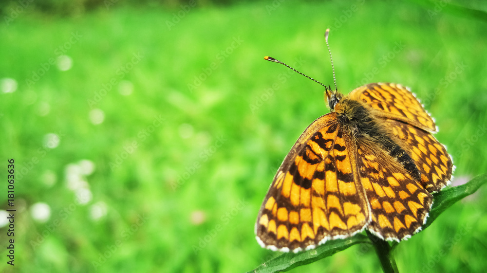 Fototapeta premium Orange butterfly