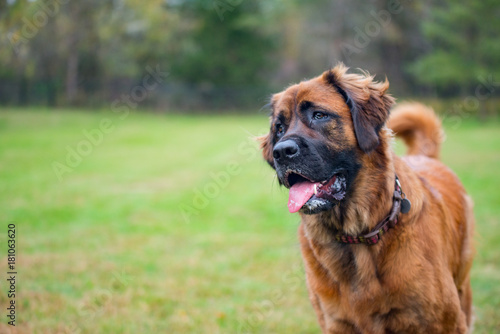 Photography Large breed dog in the dog park