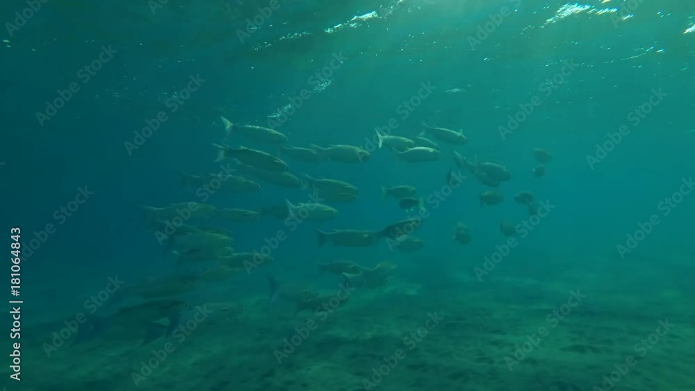 school of Striped Mullet (Mugil cephalus) swim over surface of water, Red sea, Marsa Alam, Abu Dabab, Egypt
school of Striped Mullet (Mugil cephalus) swim over surface of water, Red sea, Marsa Alam, Abu Dabab, Egypt