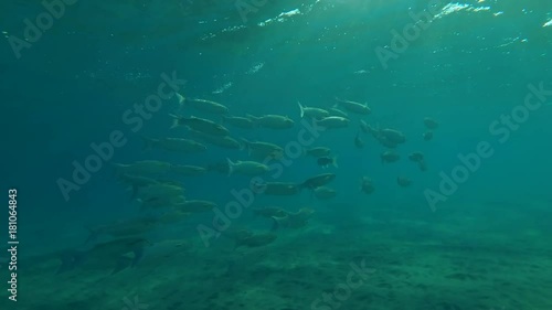 school of Striped Mullet (Mugil cephalus) swim over surface of water, Red sea, Marsa Alam, Abu Dabab, Egypt
 photo