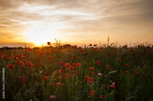 Poppy fields on sunset