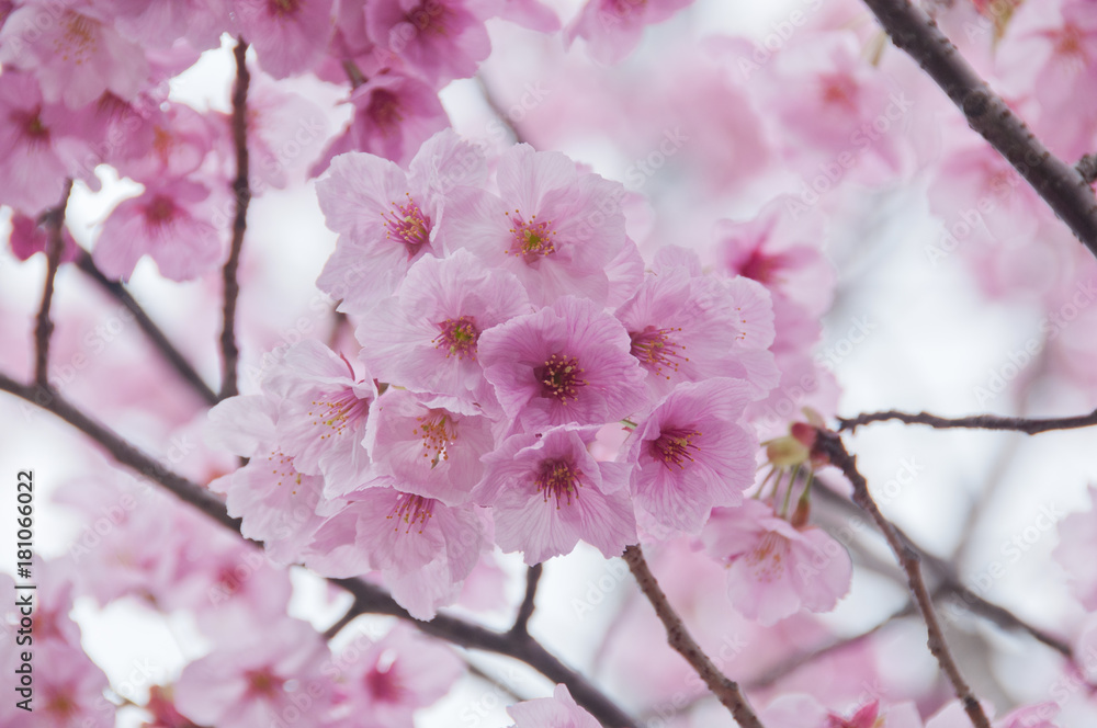 Beautiful full bloom pink cherry blossom sakura flowers Beautiful full bloom pink cherry blossom sakura flowers