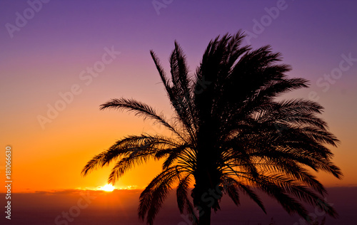 The purple and orange sunset with. a palm tree