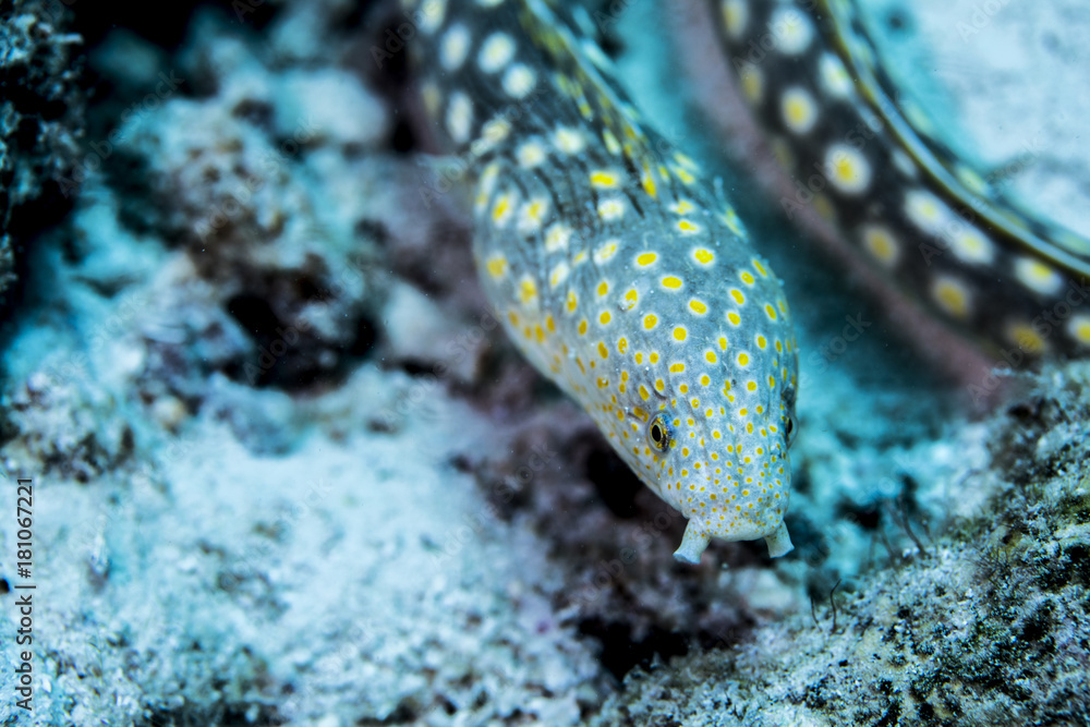 Eel in Bonaire Eel in Bonaire