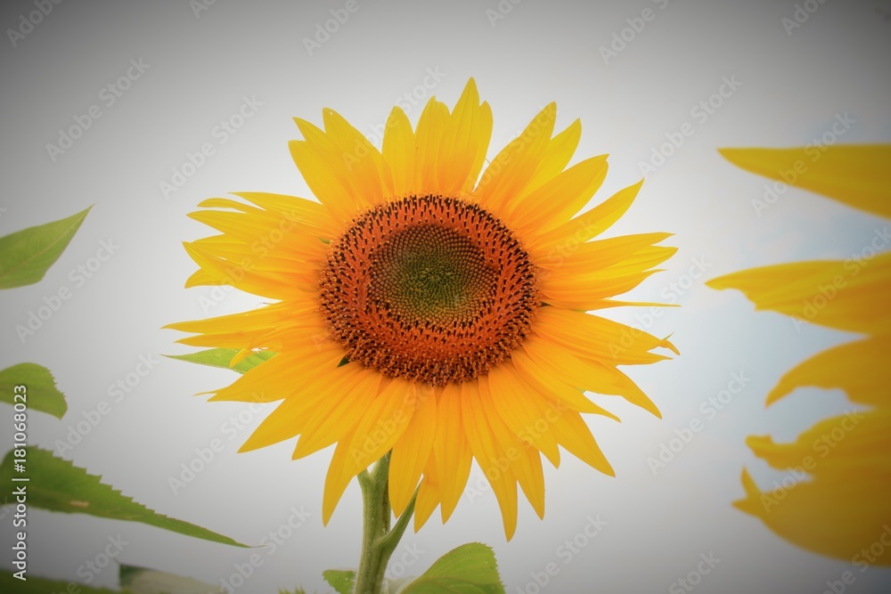 Obraz premium a unique yellow sunflower