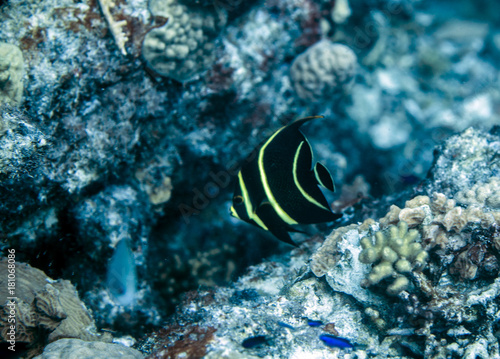 Angel Fish underwater in Bonaire SCUBA diving