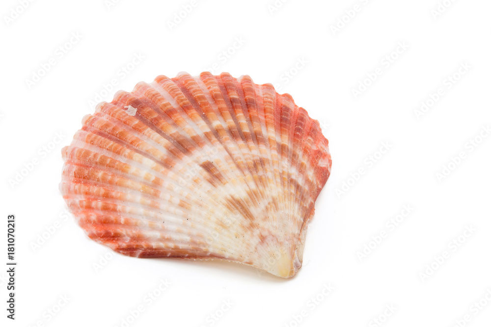 shell on white background, clipping part shell on white background, clipping part