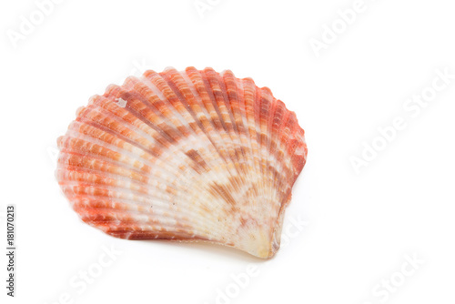 shell on white background, clipping part