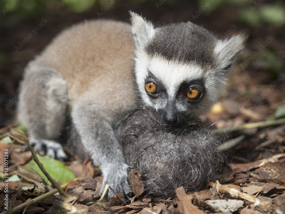 Naklejka premium A hand-reared baby ring-tailed lemur holds a furball designed to substitute for his mother. The animal child holds the artificial mother. The lemur has fluffy grey hair and big expressive orange eyes.