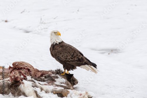 Bald Eagle on a Deer Carcass in the Winter