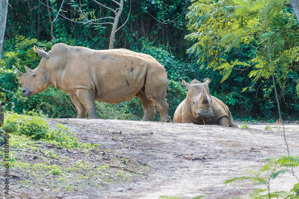 Naklejka premium White rhino