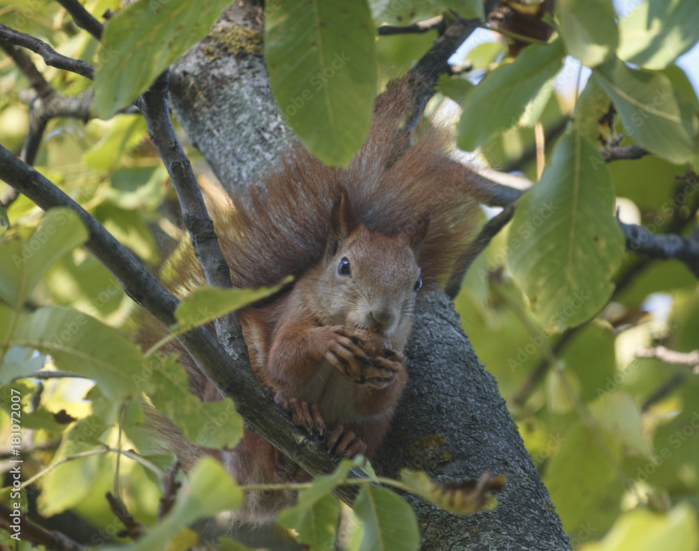Obraz premium Squirrel in the park
