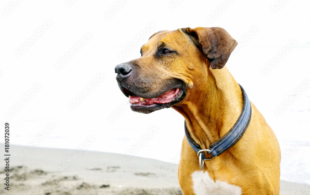 Close up of brown dog against white background on the beach.