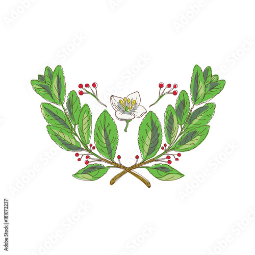 Yerba Mate Flower Leaf and Fruit Drawing