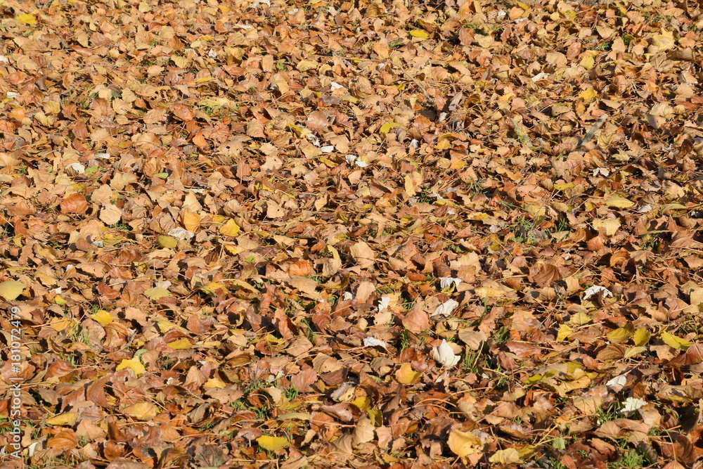 Textural background from fallen leaves of a poplar. An autumn carpet from foliage. the turned yellow autumn dry leaves of a poplar. Textural background from fallen leaves of a poplar. An autumn carpet from foliage. the turned yellow autumn dry leaves of a poplar.
