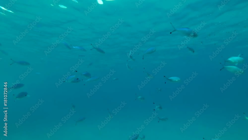 school of Lunar Fusilier (Caesio lunaris) swims in blue water, Red sea, Marsa Alam, Abu Dabab, Egypt
school of Lunar Fusilier (Caesio lunaris) swims in blue water, Red sea, Marsa Alam, Abu Dabab, Egypt