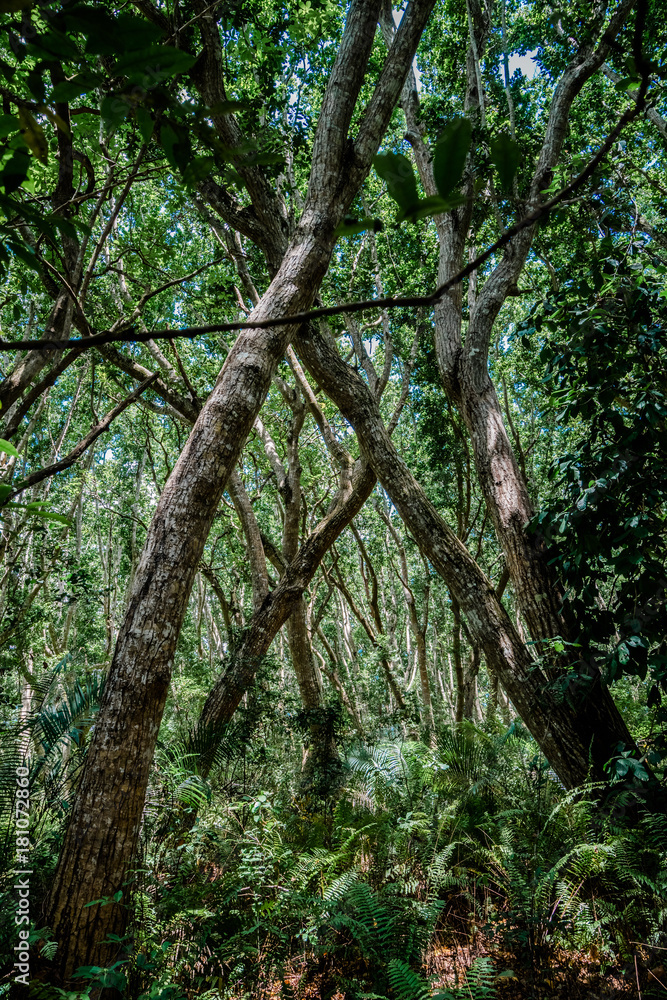 Jozani Forest, Zanzibar, Tanzania Jozani Forest, Zanzibar, Tanzania