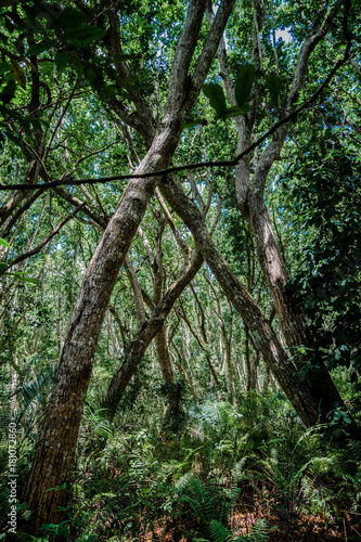 Jozani Forest, Zanzibar, Tanzania