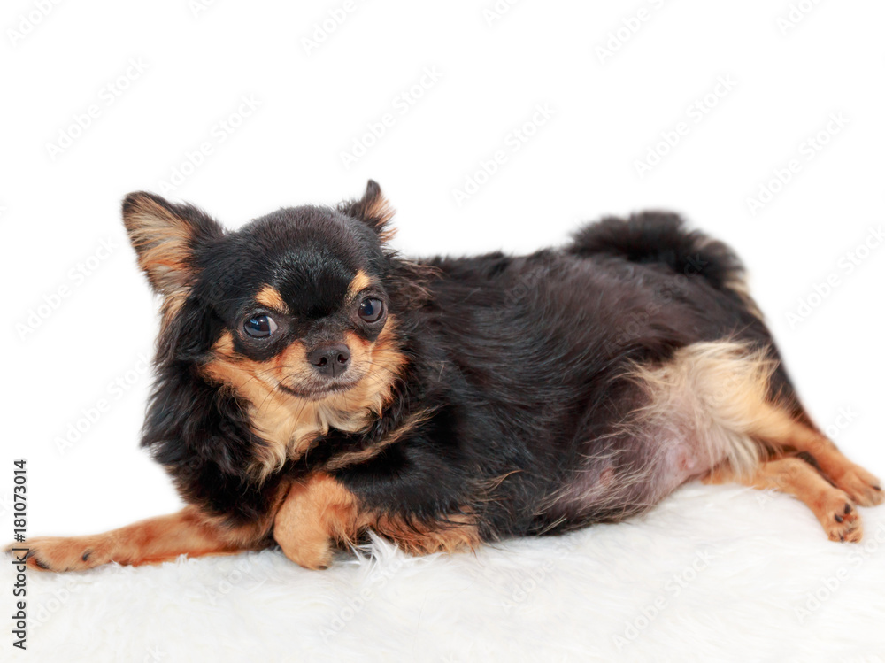 Pregnant chihuahua dog sleeping on bed on white isolated