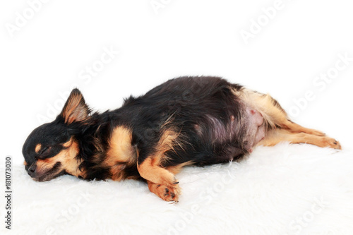 Pregnant chihuahua  dog.