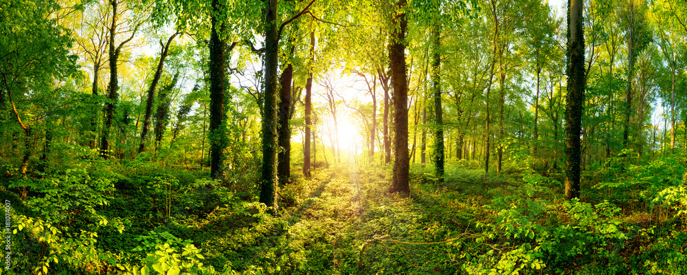 Fototapeta premium Piękna panorama lasu z jasnym słońcem