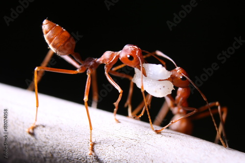 2 ants help each other © worawat300